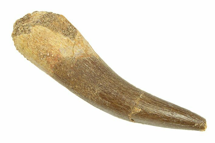 Fossil Plesiosaur (Zarafasaura) Tooth - Morocco #293210